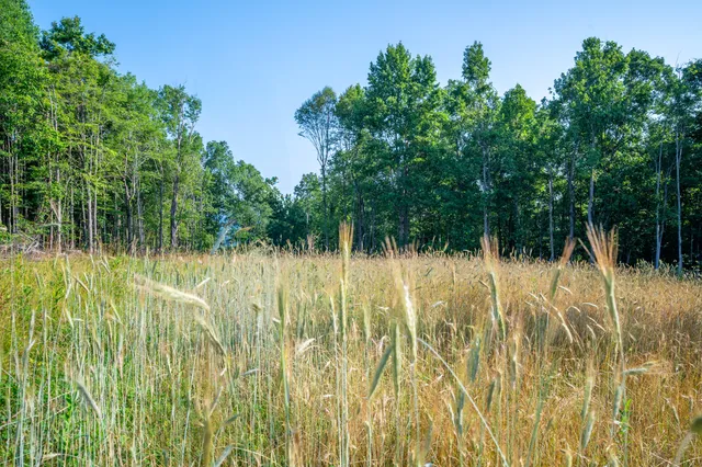 a view of yard with green space