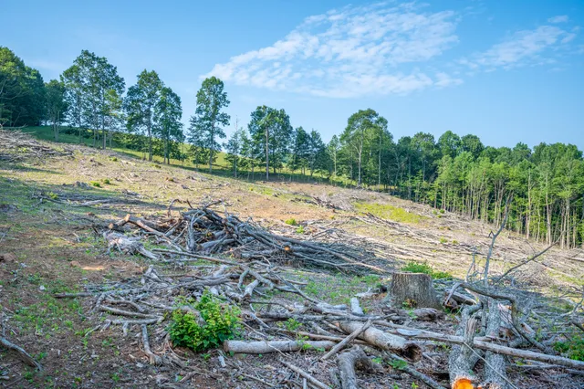 a view of a yard with plants and a large tree