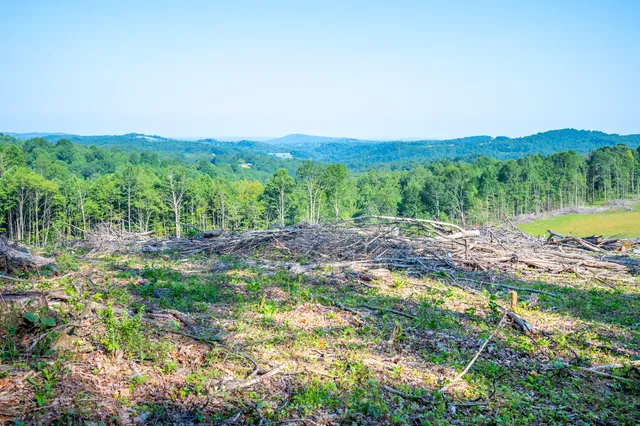a view of a lush green outdoor space with a lake view