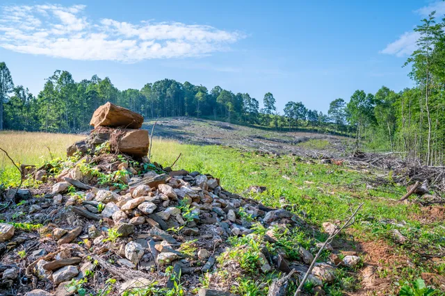 a backyard of a house with table and chairs plants and large tree