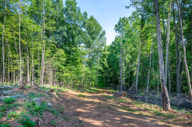 a view of a backyard with trees