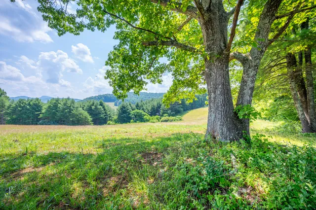 a view of a yard with a tree