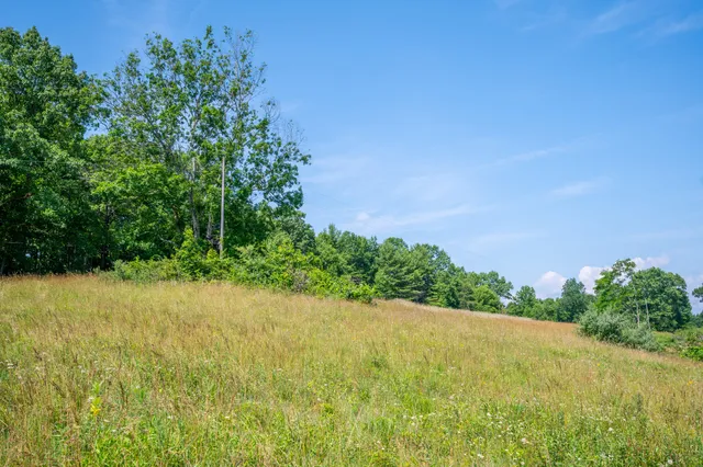 a view of a yard with a tree
