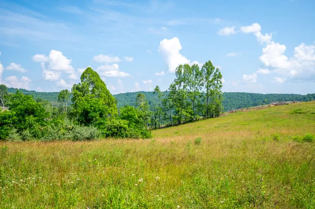 a view of a big yard with plants and a large tree