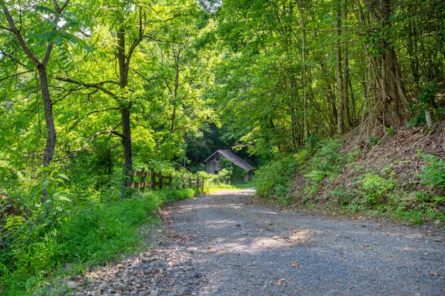 a view of a yard with plants and a trees