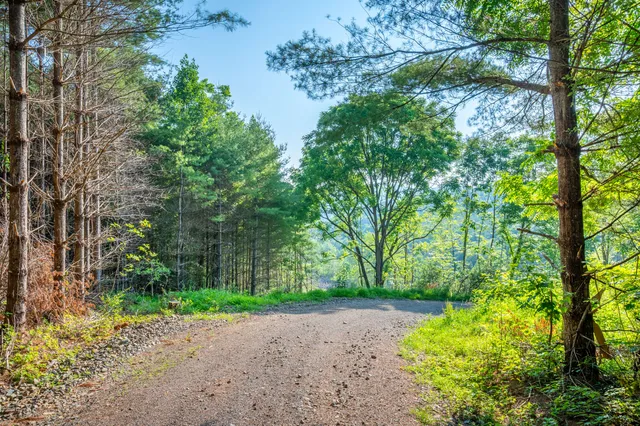 a view of a garden with plants