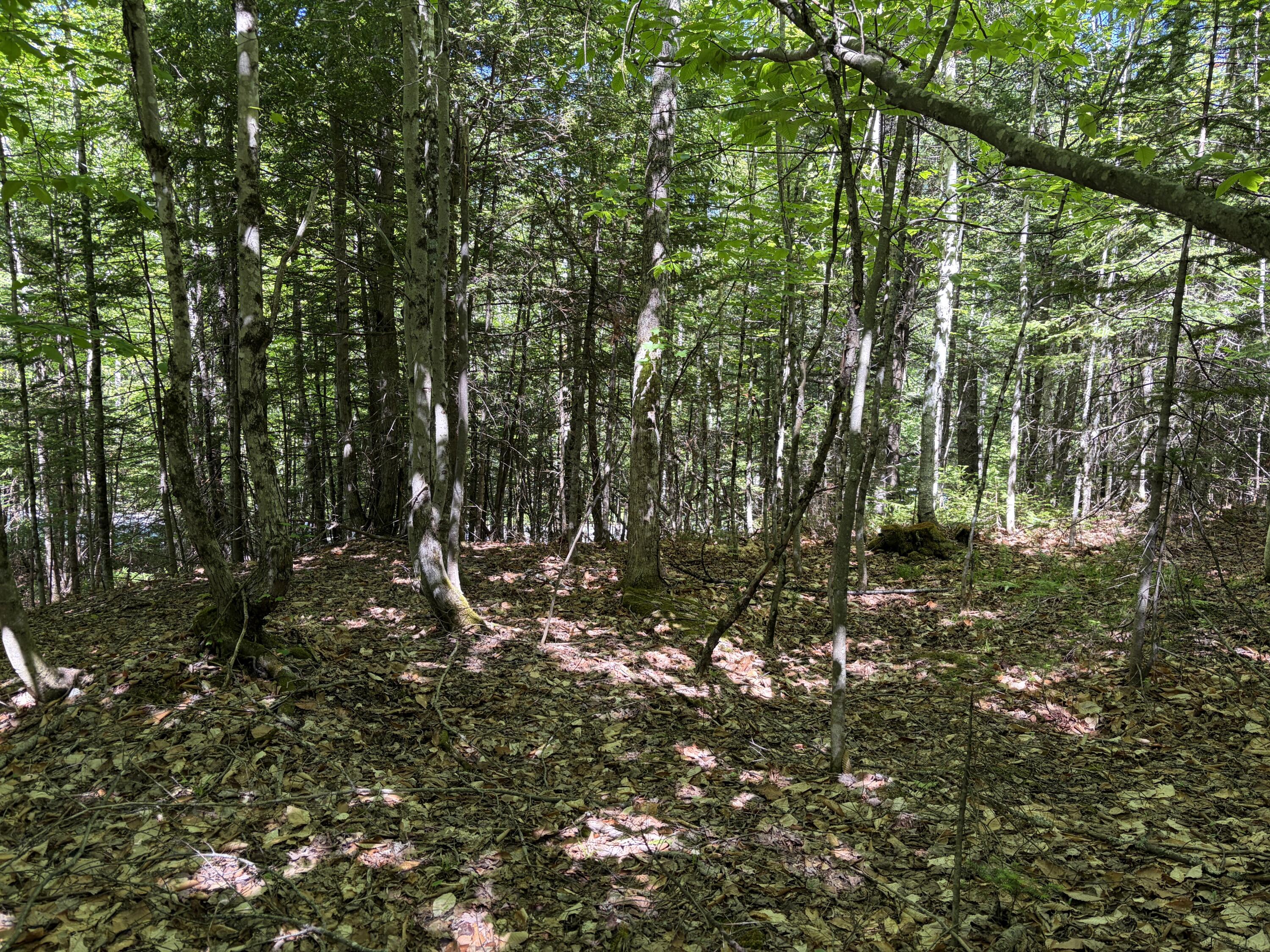 Lot 4 Holley Road Farmington, ME 04938 - Photo 5 of 18 IMG_7953