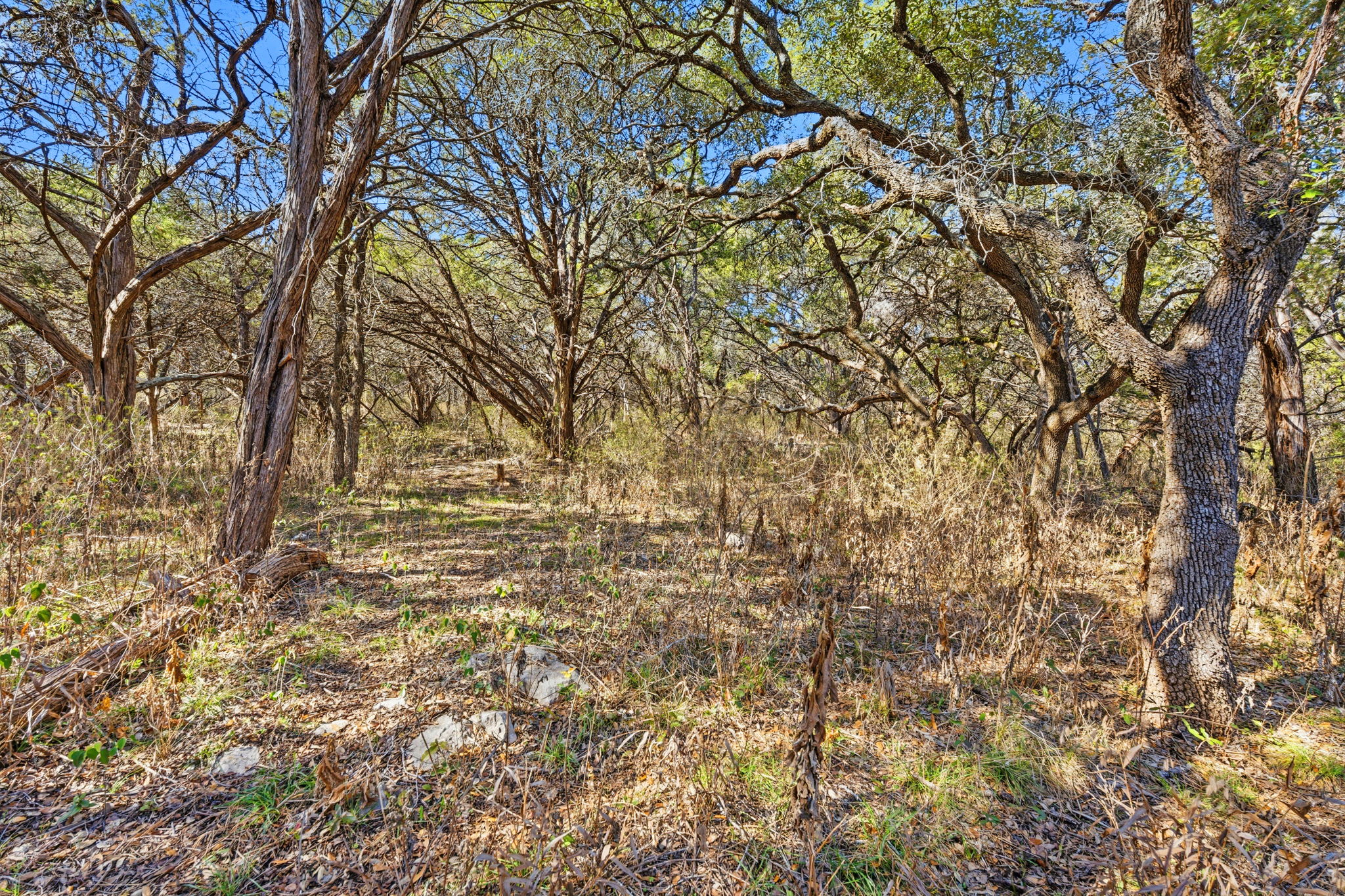 1081 Clark Cove Road Buda, TX 78610 - Photo 22 of 29 View of undeveloped land