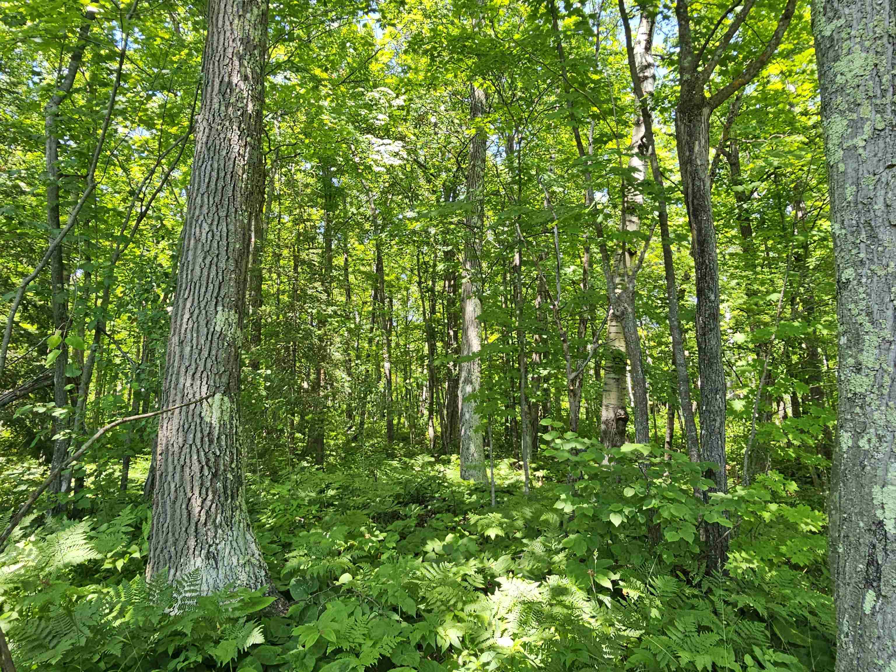 13 State Highway 13 Bayfield, WI 54814 - Photo 6 of 6