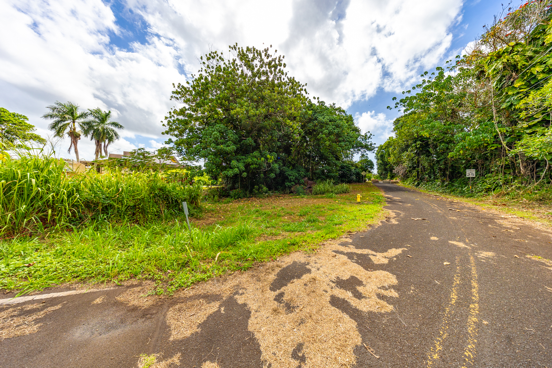 2804 Wehe Road Lihue, HI 96766 - Photo 20 of 29 a view of a yard with plants and large trees