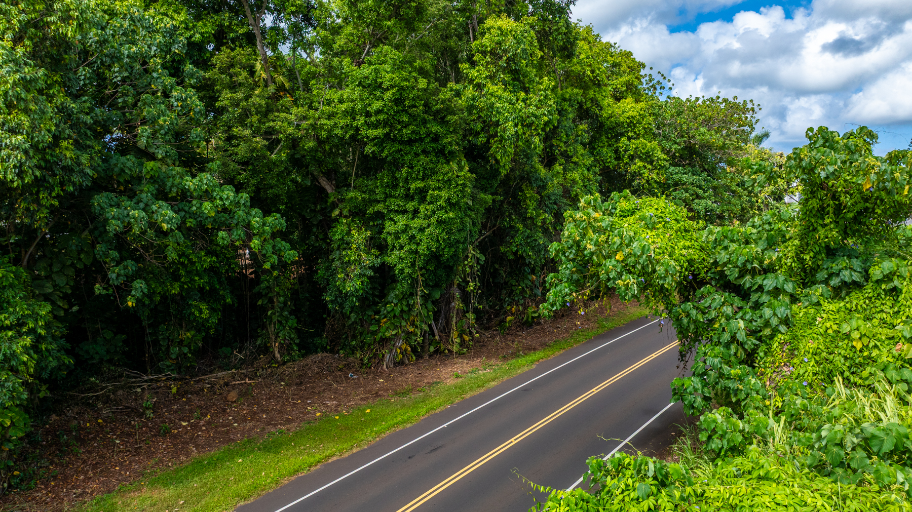 2804 Wehe Road Lihue, HI 96766 - Photo 22 of 29 a view of a yard with potted plants and trees