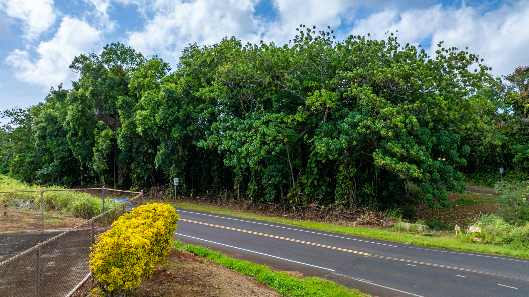 2804 Wehe Road Lihue, HI 96766 - Photo 27 of 29 a view of a yard with potted plants and large trees