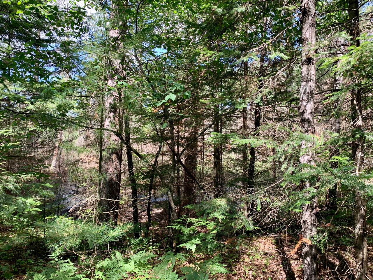 On Burnt Bridge Road, Unit LOT 2 St. Germain, WI 54558 - Photo 10 of 15 Gallery Image 10