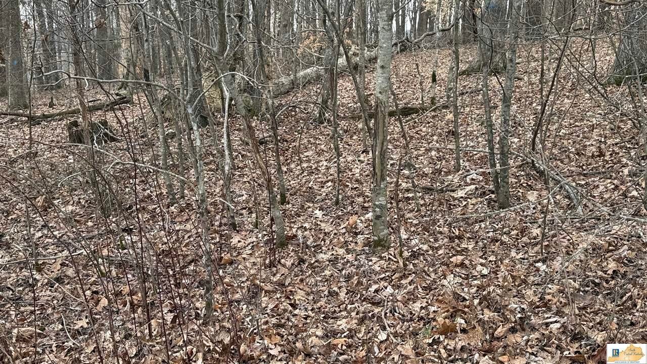 439 Spout Springs Road Knifley, KY 42753 - Photo 66 of 92 Gallery Image 66