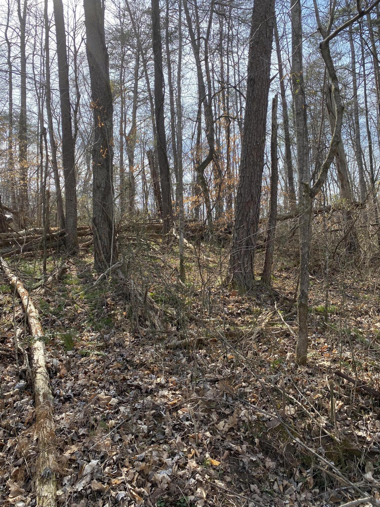 Lot 33-35 Garland Road Burnside, KY 42519 - Photo 5 of 9 Garland 48