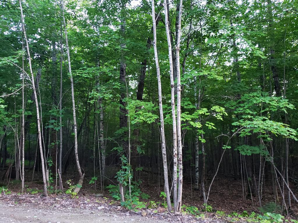 Mapr6-lot19 Dill Road Starks, ME 04911 - Photo 17 of 25 20190829_190946 (Copy)