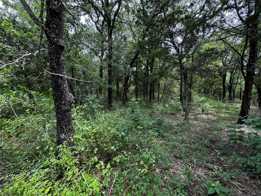 a view of a forest with trees