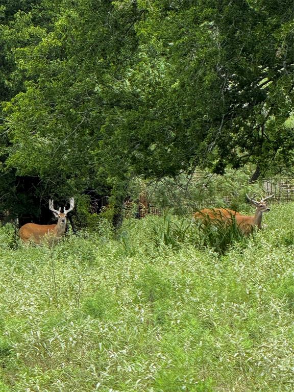 4044 High Point Drive Whitney, TX 76692 - Photo 2 of 14 a view of a garden