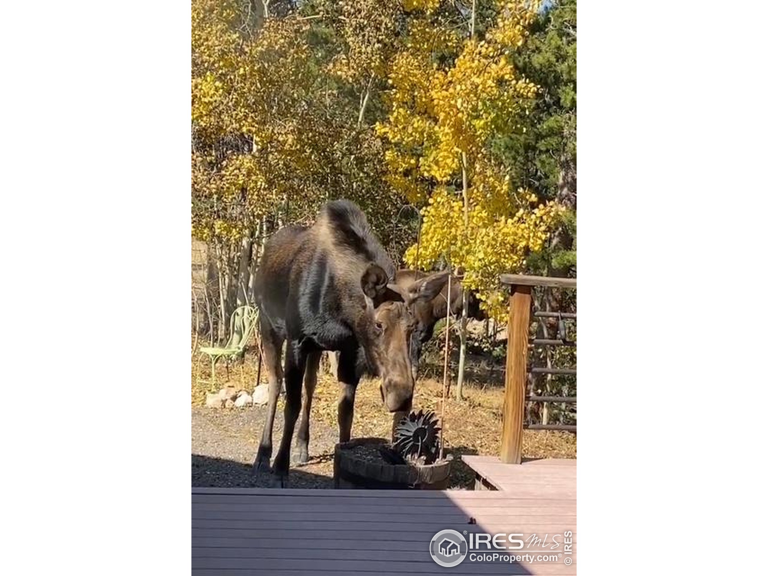 220 Timber Road Black Hawk, CO 80422 - Photo 41 of 44