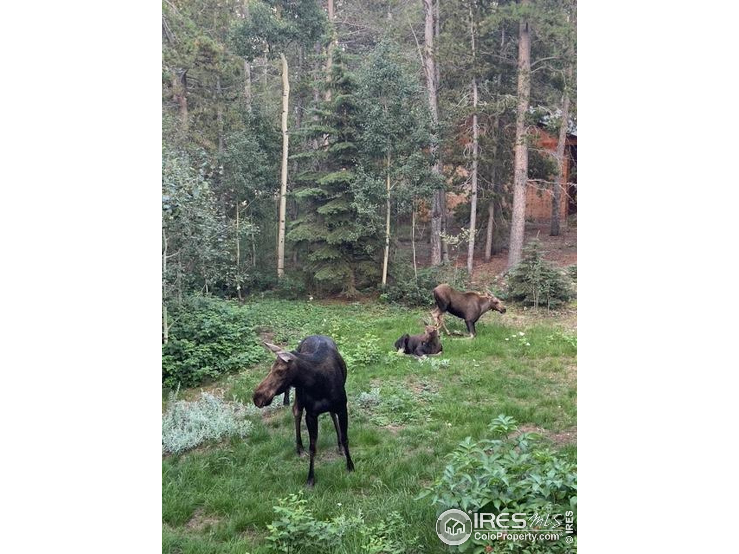 220 Timber Road Black Hawk, CO 80422 - Photo 42 of 44