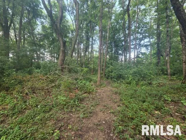 a view of a lush green forest