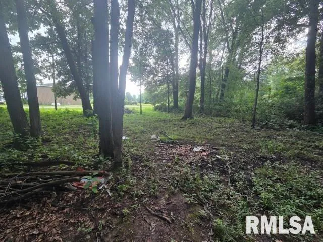 a view of a forest that has large trees