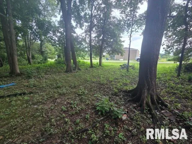 a view of a forest filled with trees