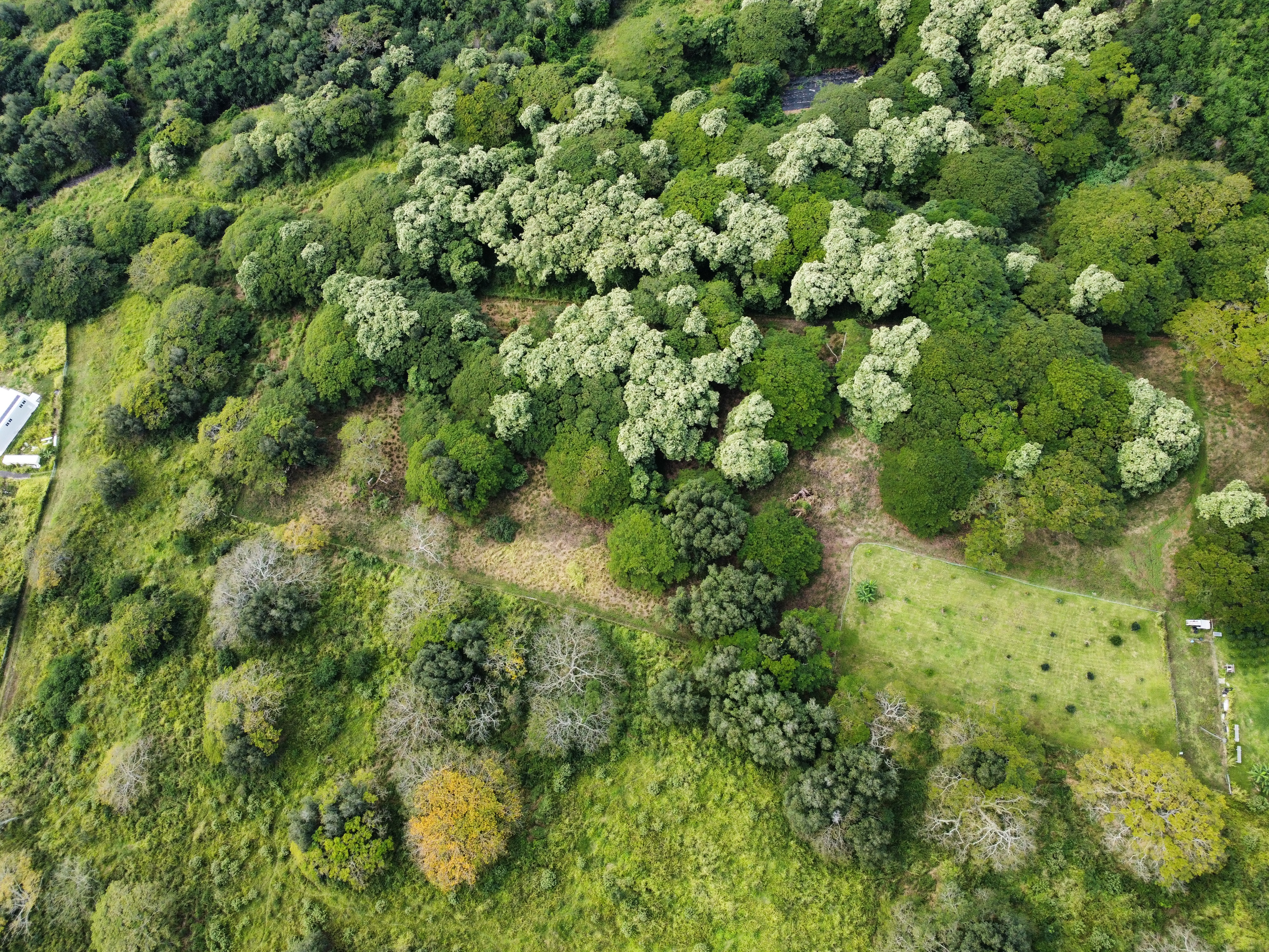 7 Lot Naalehu, HI 96772 - Photo 11 of 24 a view of a lush green forest with houses