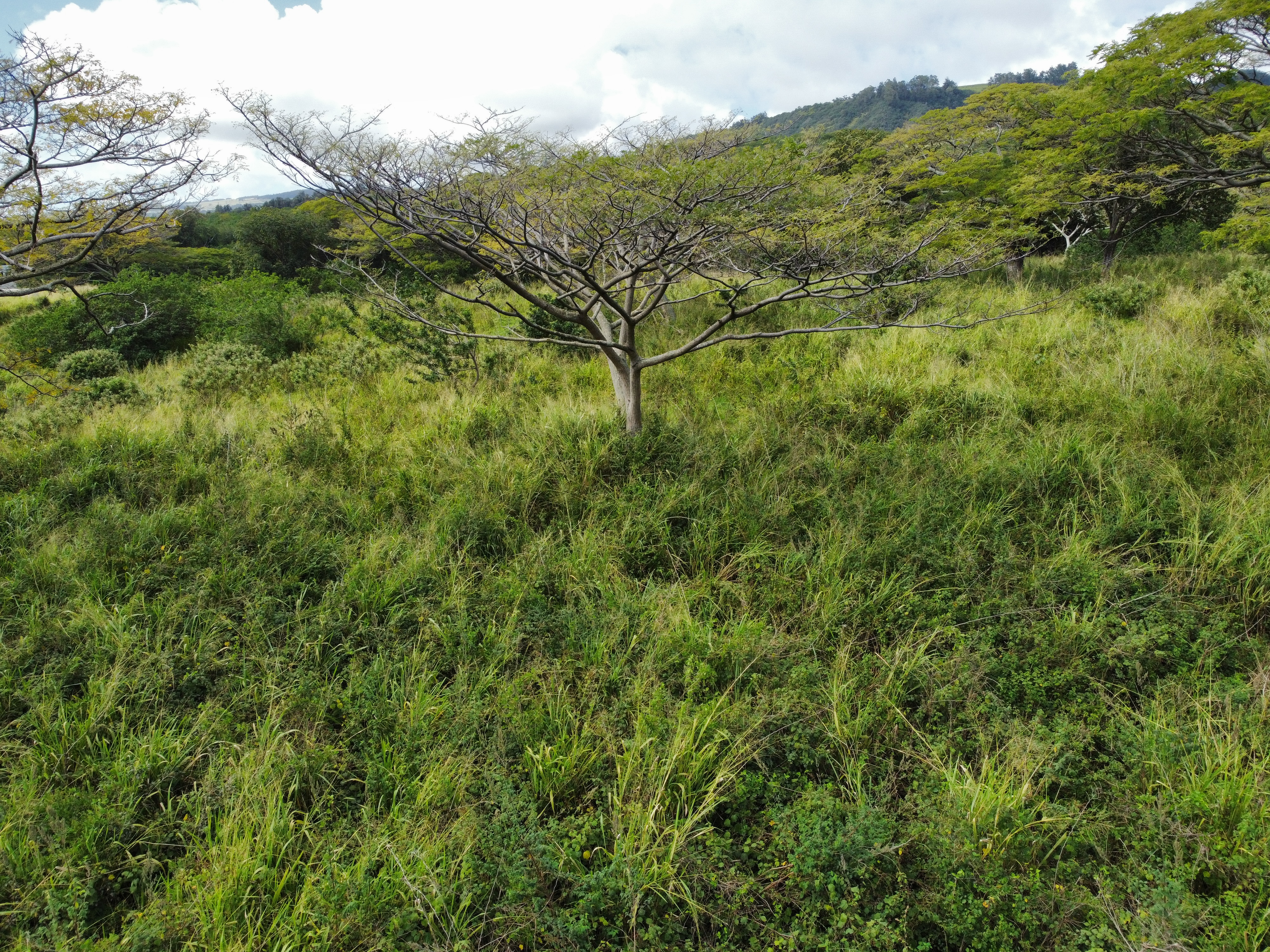 7 Lot Naalehu, HI 96772 - Photo 18 of 24 a view of a lush green forest with a mountain