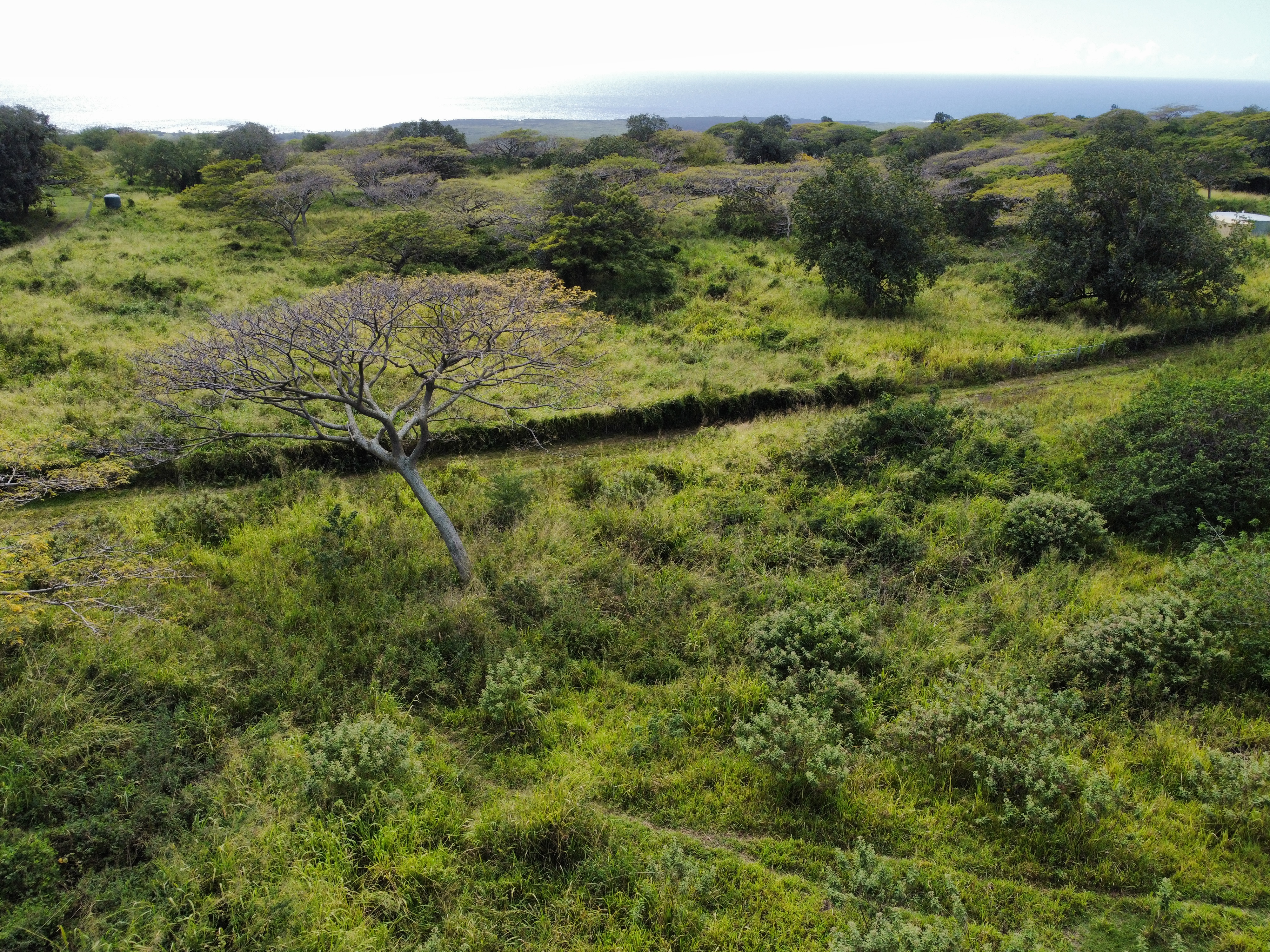 7 Lot Naalehu, HI 96772 - Photo 19 of 24 a view of a lush green forest with trees and some houses