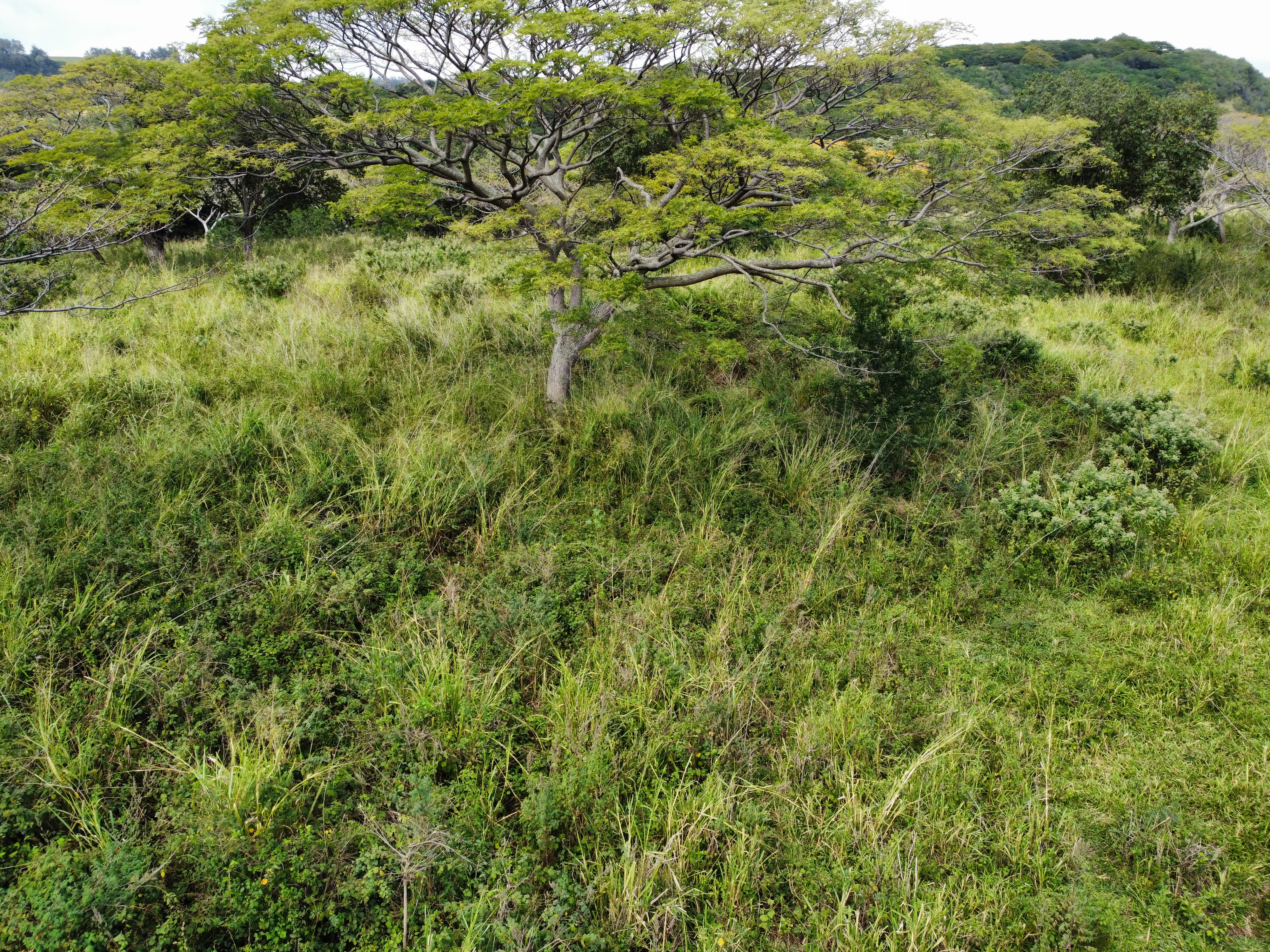 7 Lot Naalehu, HI 96772 - Photo 20 of 24 a view of a big yard with plants and large trees
