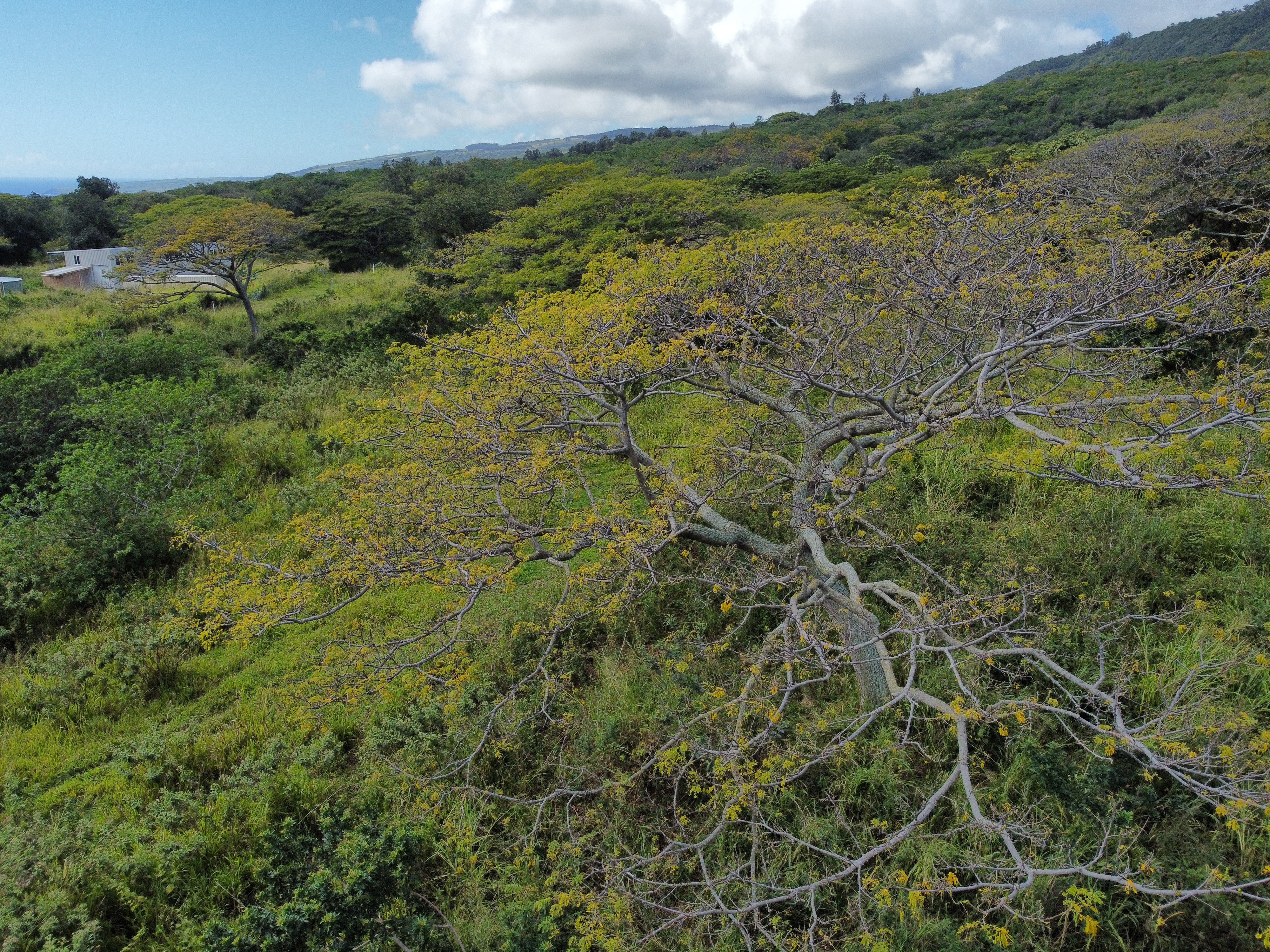 7 Lot Naalehu, HI 96772 - Photo 21 of 24 a view of a lush green forest with lots of trees