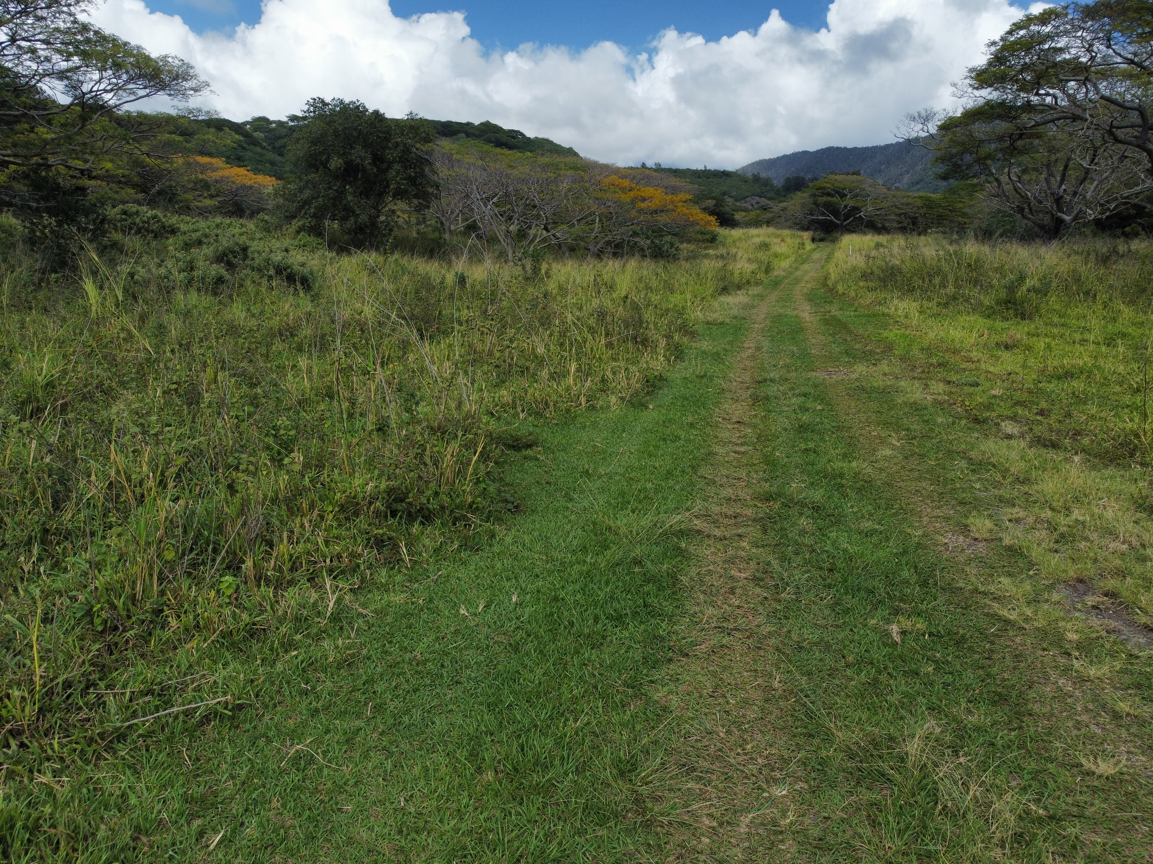7 Lot Naalehu, HI 96772 - Photo 23 of 24 a view of a lush green forest with a houses