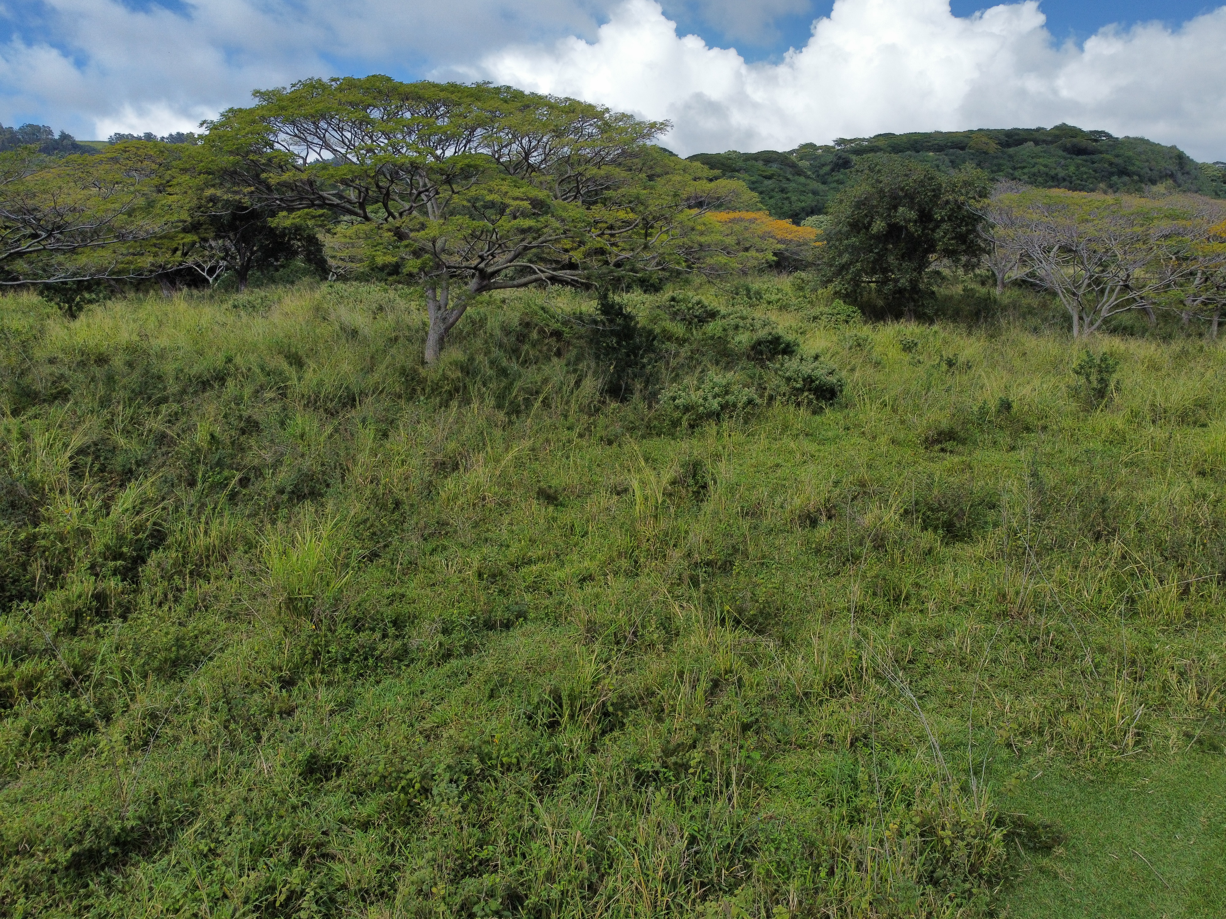 7 Lot Naalehu, HI 96772 - Photo 24 of 24 a view of a lush green forest with lots of trees