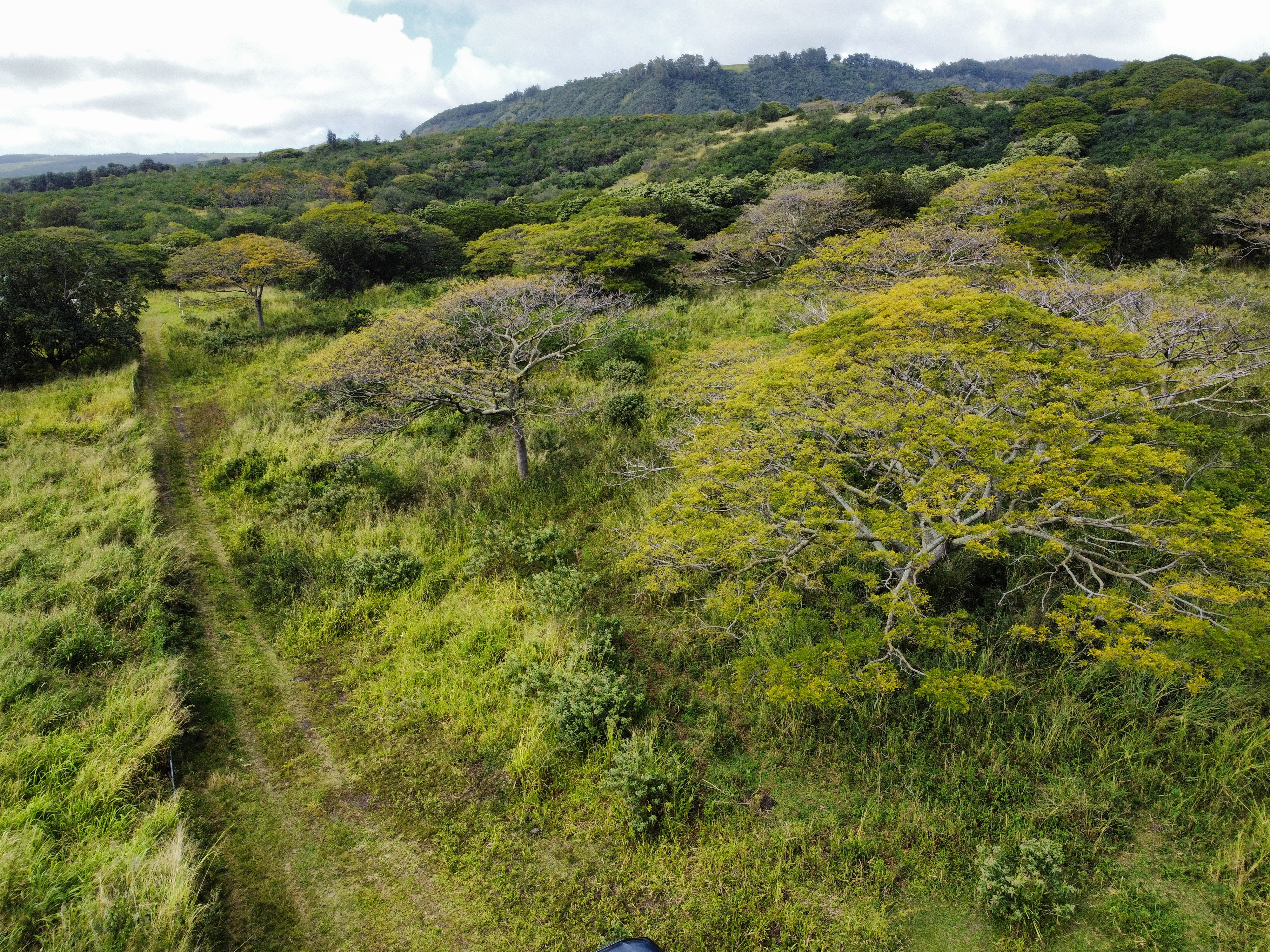 7 Lot Naalehu, HI 96772 - Photo 4 of 24 a view of a lot of trees and bushes
