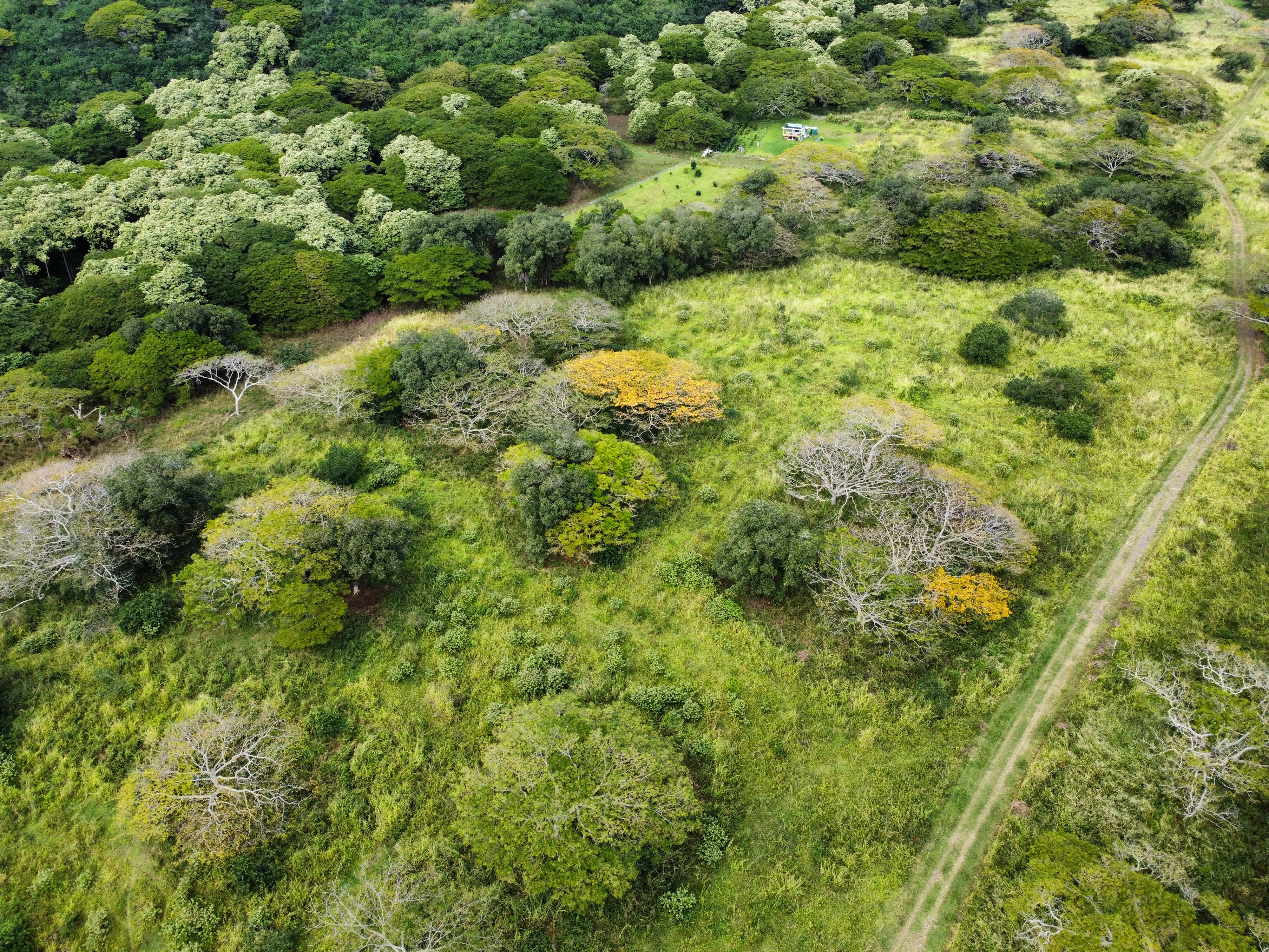 7 Lot Naalehu, HI 96772 - Photo 6 of 24 a view of a lush green forest with large trees