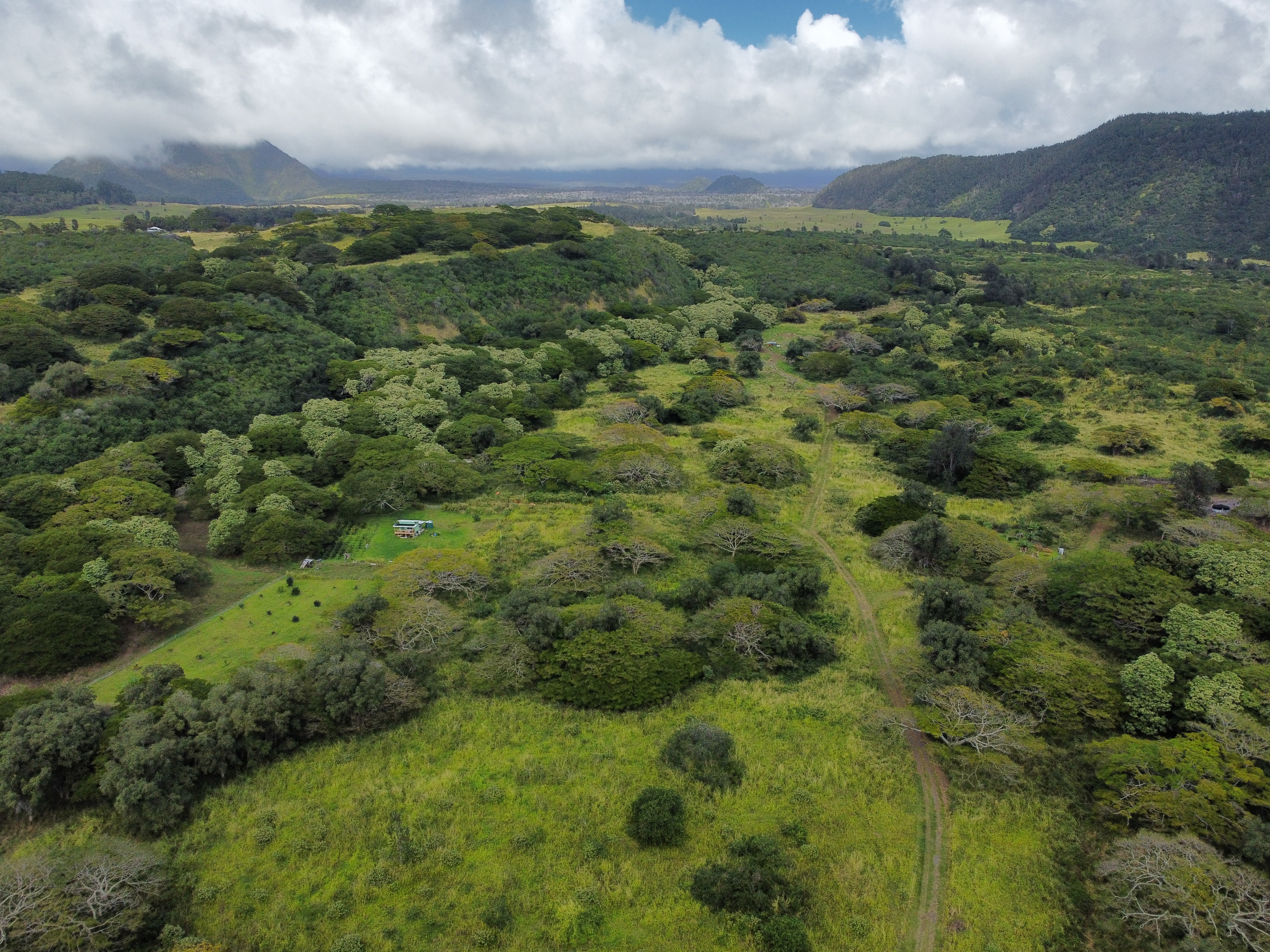 7 Lot Naalehu, HI 96772 - Photo 9 of 24 a view of a green field with lots of trees