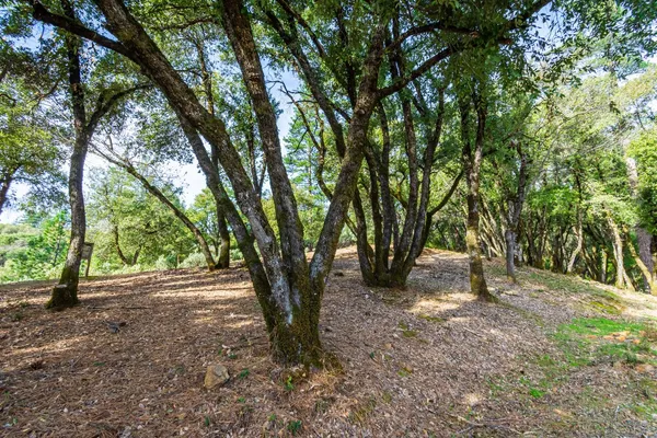 a view of backyard with green space