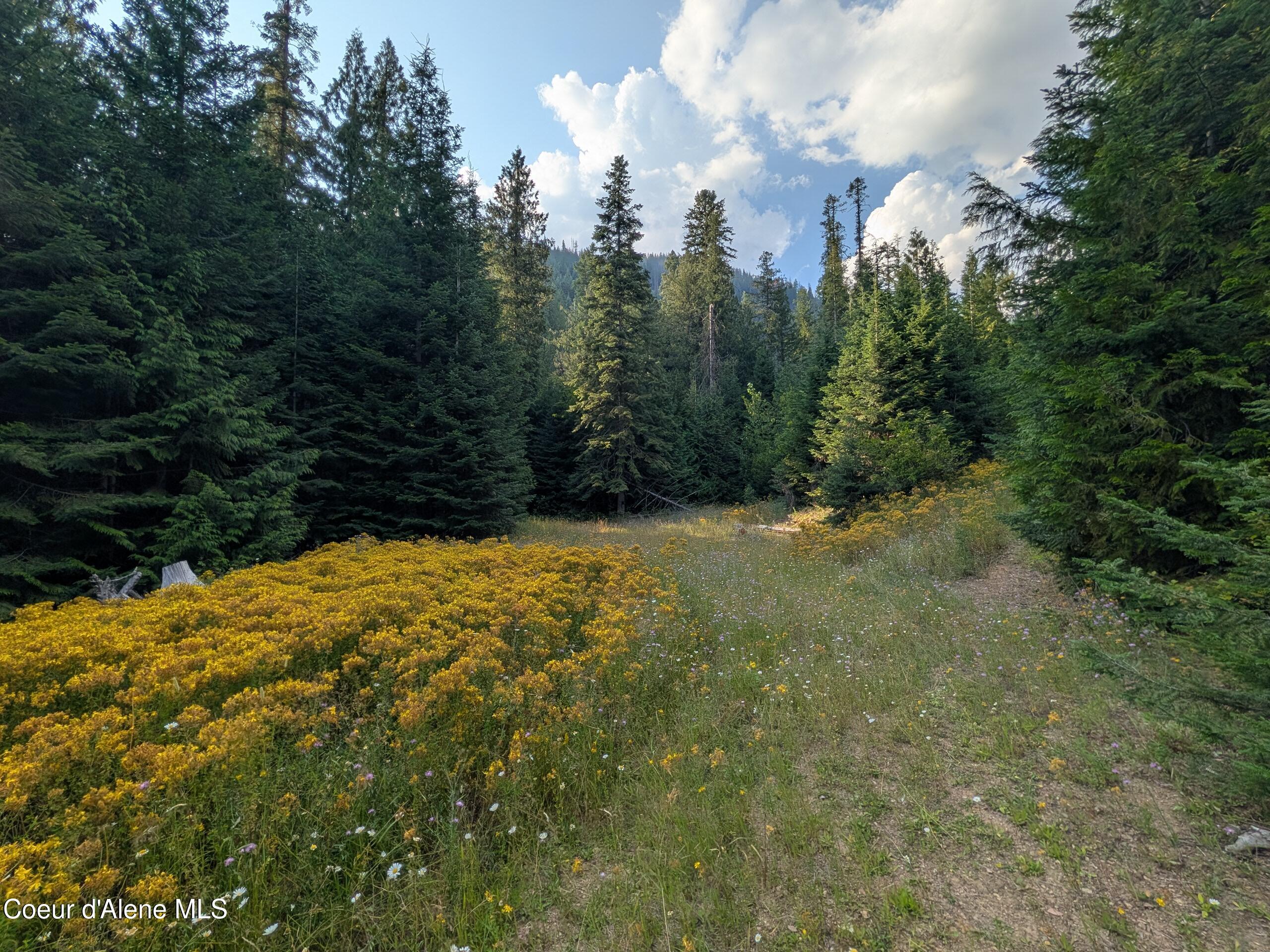 20.02 A Daisy Gulch Road Mullan, ID 83846 - Photo 6 of 11 Daisy Gulch 20.02 Acres