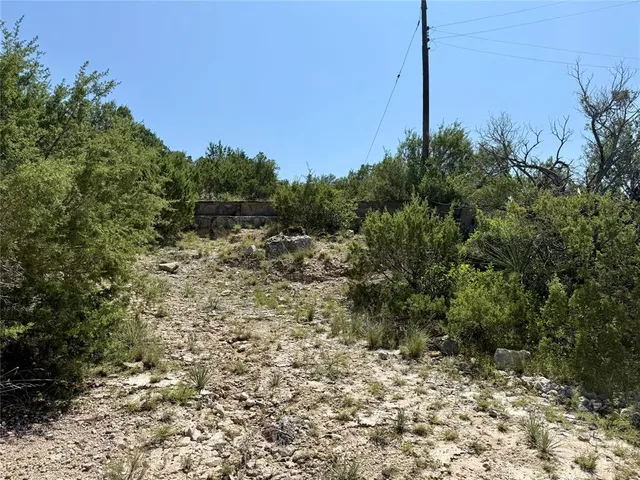 a view of a forest with a tree