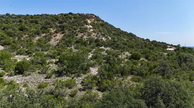 a view of a forest with a tree in the background
