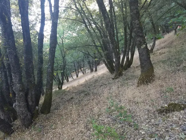 a view of a forest with trees in the background