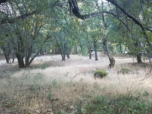 a view of backyard with large trees
