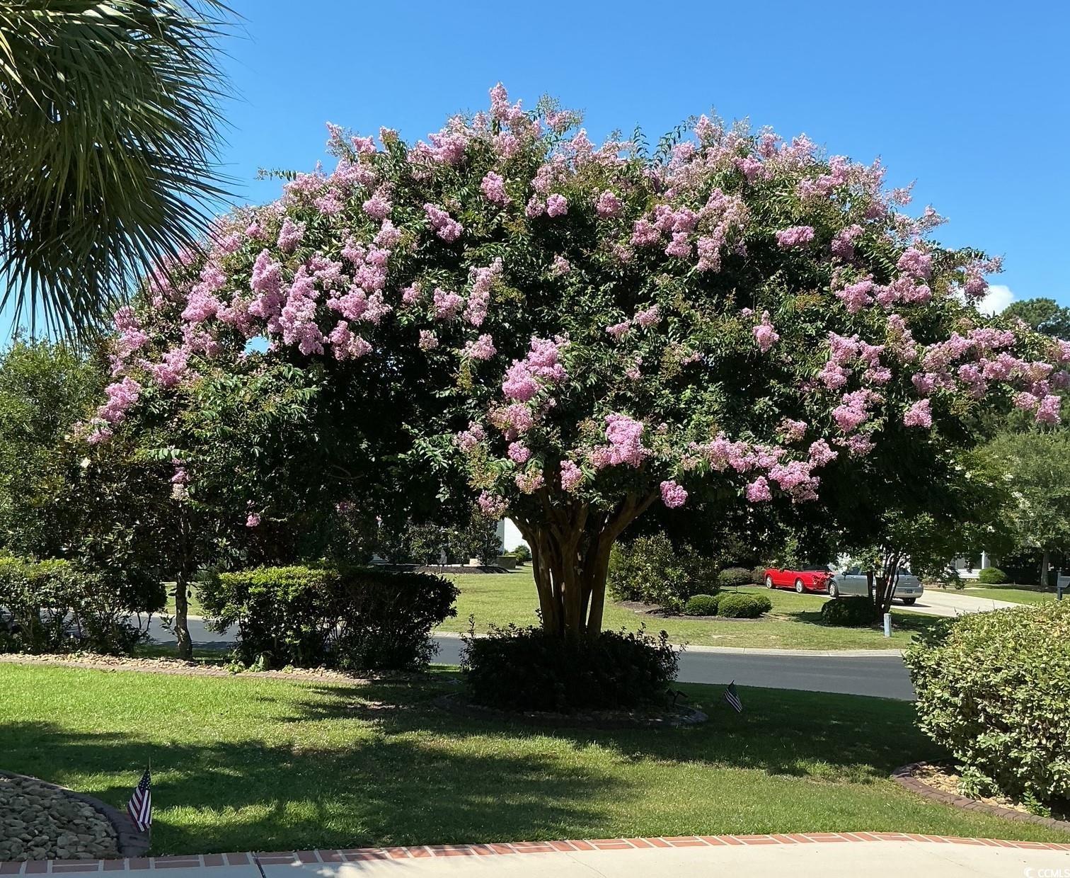 13 Grovecrest Drive Murrells Inlet, SC 29576 - Photo 3 of 40 View of property's crepe myrtle featuring a lawn