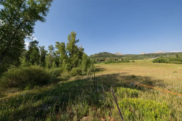 a view of a forest with a tree