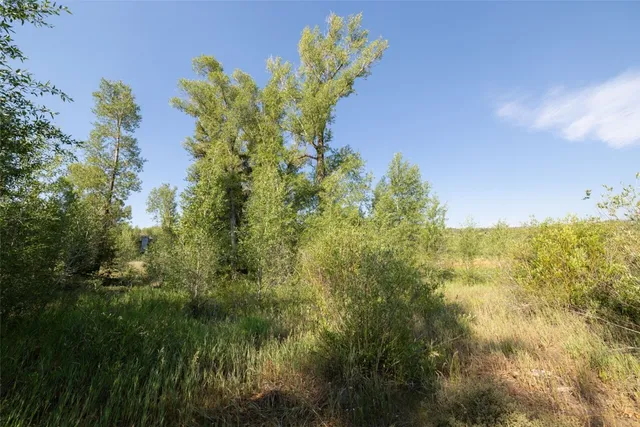 a view of outdoor space and trees