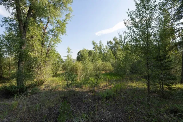 a view of a trees in a yard