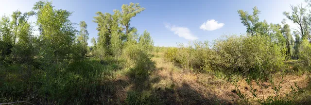 a view of a garden with plants