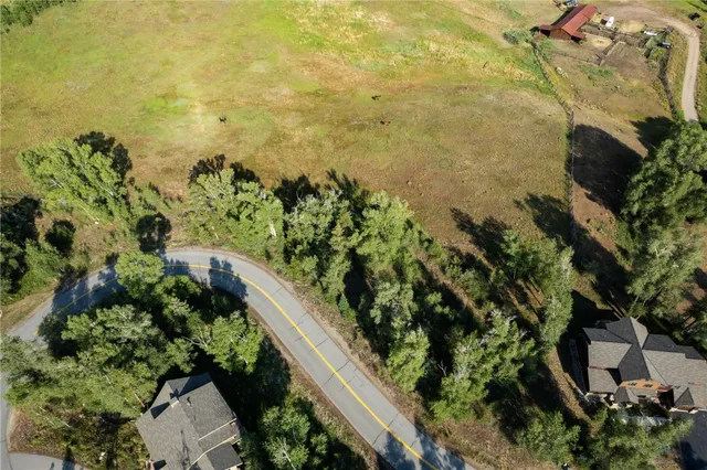 a view of a forest with a tree