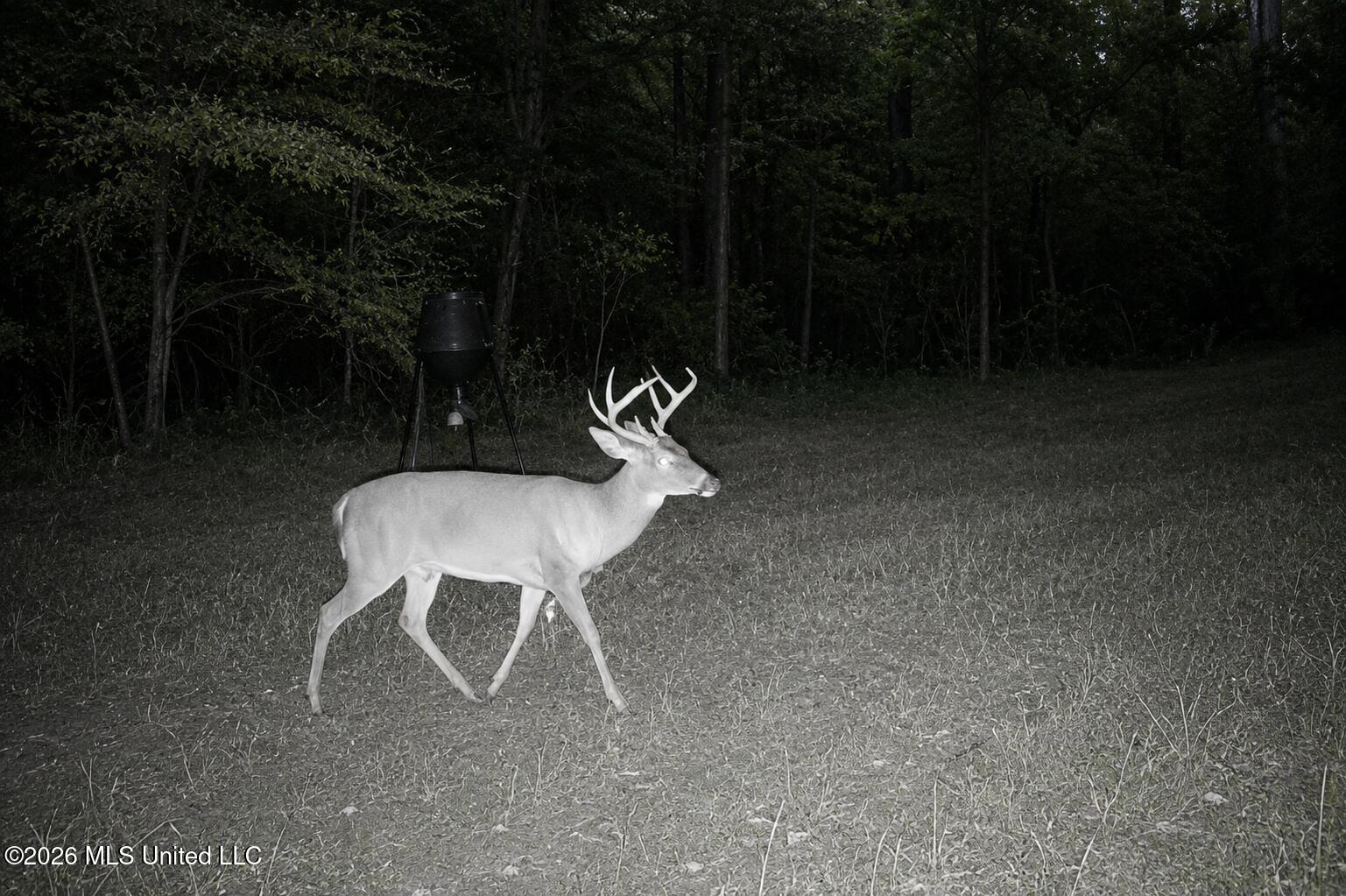 Jerusalem Road Liberty, MS 39645 - Photo 58 of 93 Trail Cam 4